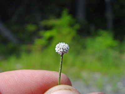 Photo: Eriocaulon parkeri