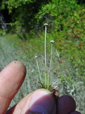 Photo: Eriocaulon parkeri