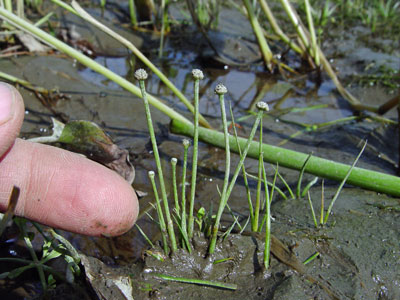 Photo: Eriocaulon parkeri