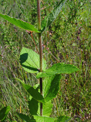 Photo: Eupatorium rotundifolium stem and leaves