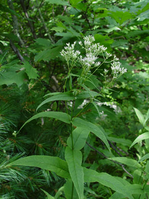 Photo of Eupatorium sessilifolium