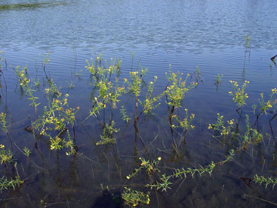 Photo: Euthamia tenuifolia growing in water