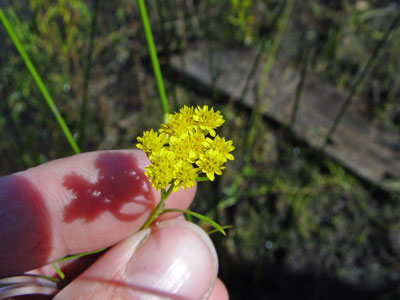 Photo: Euthamia tenuifolia flowers