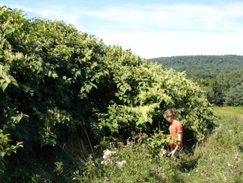 Japanese knotweed clone/plant