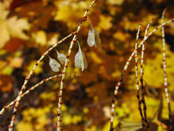 Japanese knotweed fruit