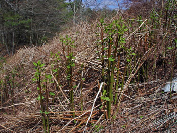 Japanese knotweed shoots