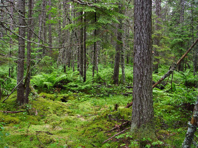 Picture showing Spruce - Fir Wet Flat community