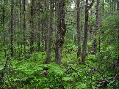 Picture showing Spruce - Fir Wet Flat community