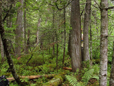 Picture showing Northern White Cedar Swamp community