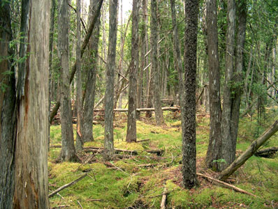 Picture showing Northern White Cedar Swamp community