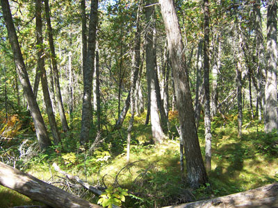 Picture showing Northern White Cedar Swamp community