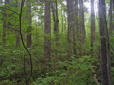 photograph of an atlantic white cedar swamp