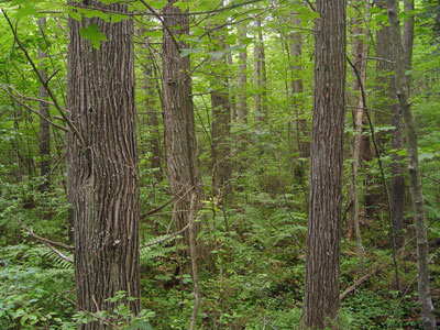 Photo: Interior of Atlantic white cedar swamp showing tree trunks