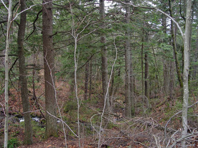 Picture showing Hemlock Forest community