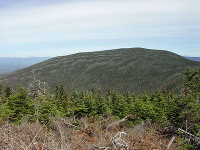 Picture of mountainside at a distance showing fir waves in a Subalpine Fir Forest
