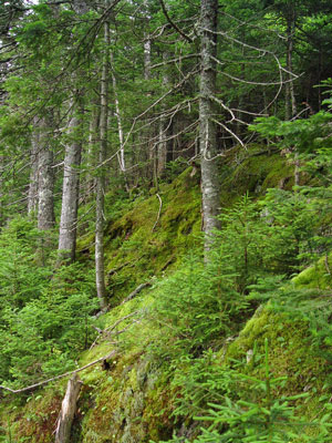 Picture showing Montane Spruce - Fir Forest community