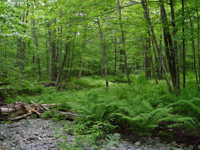 Picture showing interior of Upper Floodplain Hardwood Forest