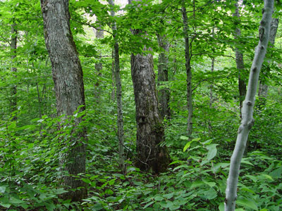photograph of the interior of a beech - birch - maple forest