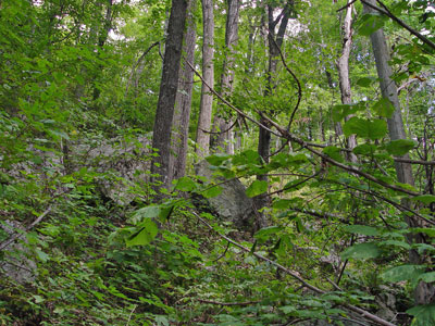 Picture showing Enriched Northern Hardwoods Forest community