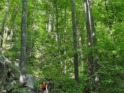 Picture showing an ecologist working in Enriched Northern Hardwoods Forest community