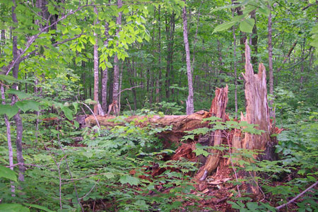Picture showing Enriched Northern Hardwoods Forest community