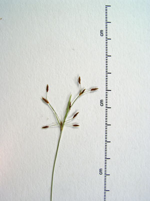 Photo: Fimbristylis autumnalis specimen