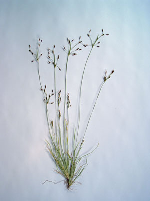 Photo: Fimbristylis autumnalis specimen