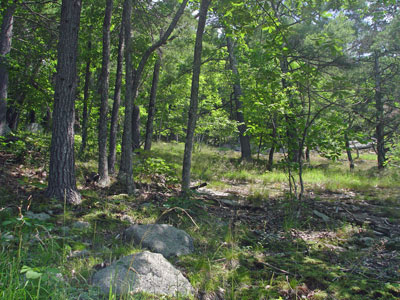 Picture showing Oak - Pine Forest community