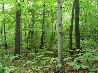 Picture showing Oak - Northern Hardwoods Forest community