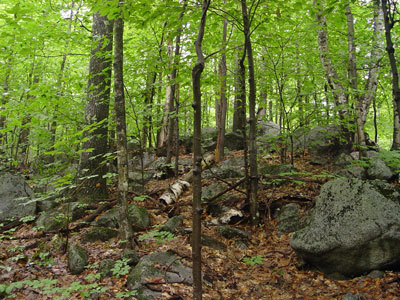 Picture showing Oak - Northern Hardwoods Forest community