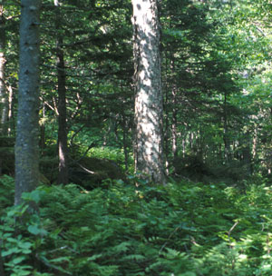Map showing Spruce - Northern Hardwoods Forest community