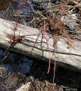 Frangula alnus roots