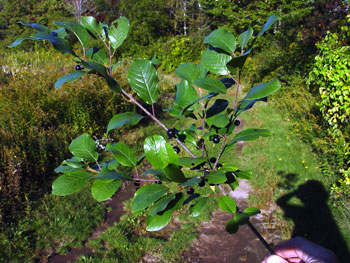 Frangula alnus stem with berries