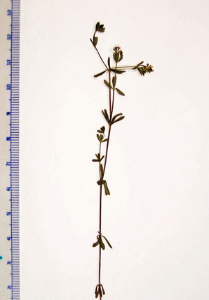 Photo: Galium labradoricum