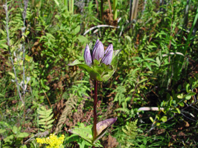 Photo: Gentiana rubricaulis