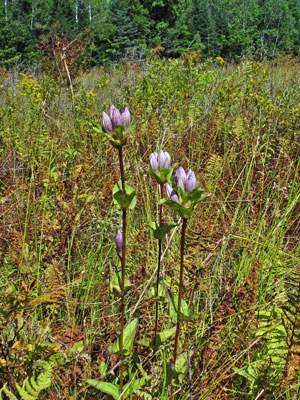 Photo: Gentiana rubricaulis