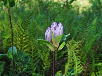 Photo: Gentiana rubricaulis