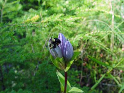 Photo: Gentiana rubricaulis