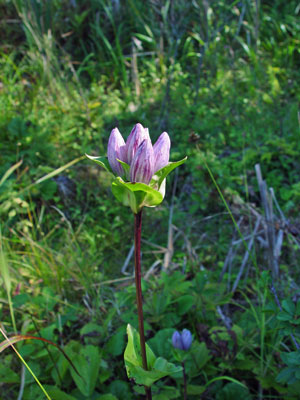 Photo: Gentiana rubricaulis