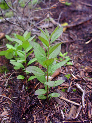 Photo: Geocaulon lividum