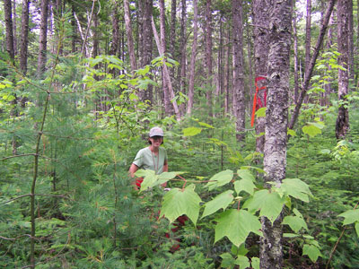 Photo: Ecologist working on a transect at Gero Island