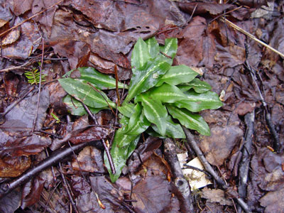 Photo: Goodyera oblongifolia