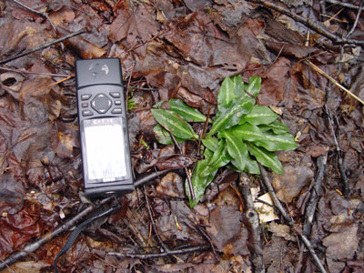 Photo: Goodyera oblongifolia