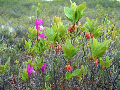Photo: Image of Dragon's Mouth Orchid and Huckleberry in flower
