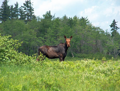 Photo: Cow moose at Great Heath