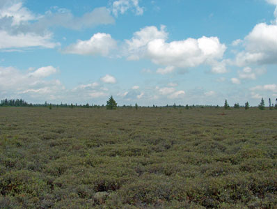 Photo: Sheep laurel - dwarf shrub bog at Great Heath