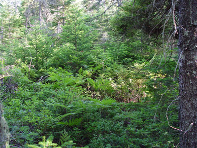 Photo: Area of ecoreserve vegetation survey plot at Great Heath