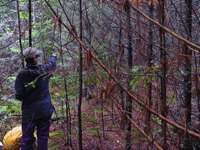 Photo: Ecologist pointing towards the general direction that a vegetation survey transect line will follow at Great Heath