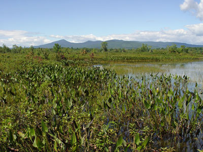 Picture showing Pickerelweed Marsh community