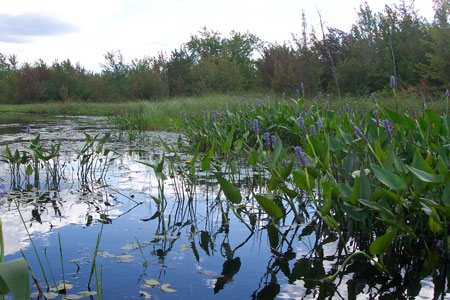 Picture showing Pickerelweed Marsh community